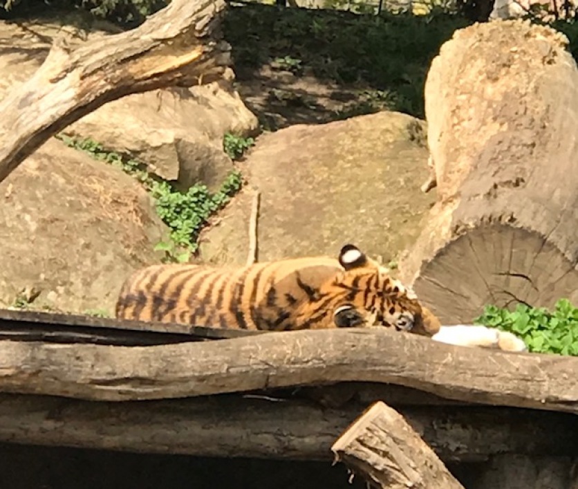 Zoo Leipzig Tigermädchen 2