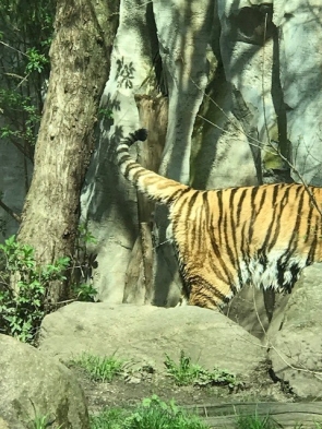 Zoo Leipzig Tiger markiert